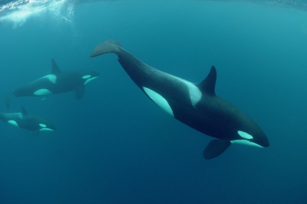 drone-footage-shows-orcas-hunting,-killing-great-white-shark drone-footage-shows-orcas-hunting,-killing-great-white-shark