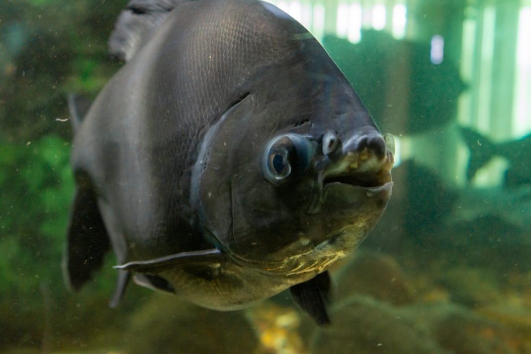 photo_1784402996 Фото: Alex Devera на Unsplash (https://unsplash.com/photos/a-close-up-of-a-fish-in-an-aquarium-nEvmE
