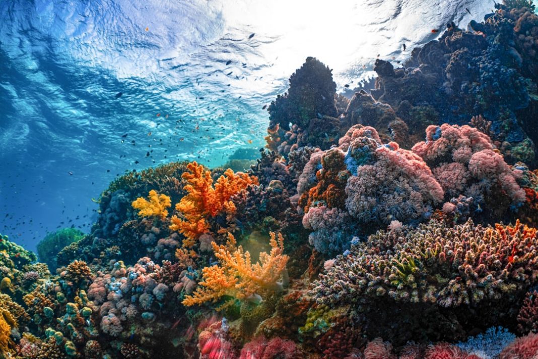 Фото: NEOM на Unsplash (https://unsplash.com/photos/an-underwater-view-of-a-colorful-coral-reef-HYHY