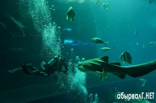 1363812103_samyy_bolshoy_okeanarium_mira_marine_life_park_singapur_5_resize_2