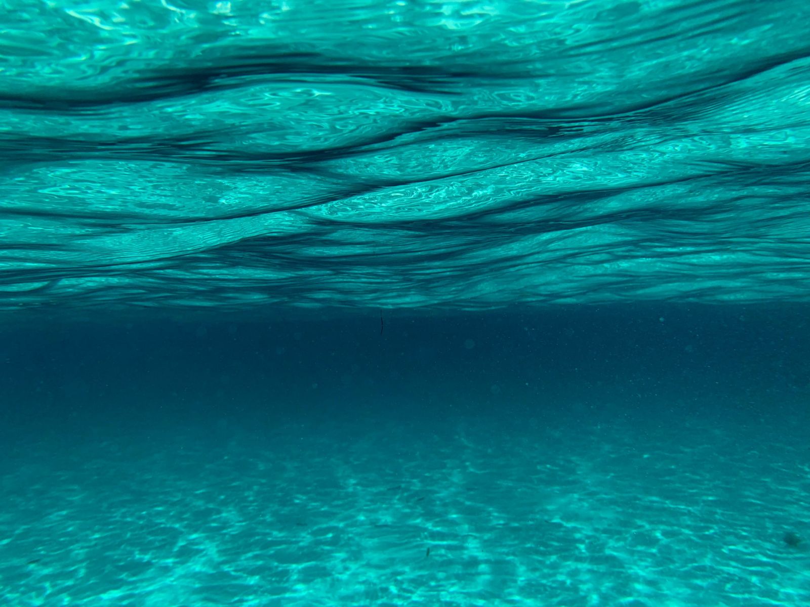 social-network-of-underwater-hunters