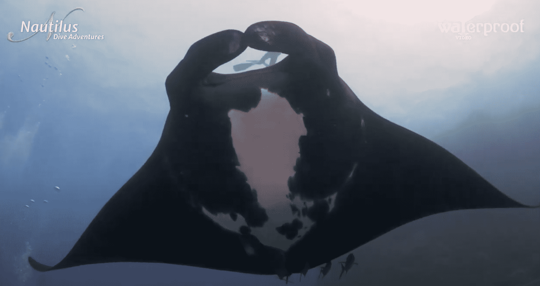 nautilus-dive-adventures-announces-re-opening-plan nautilus-dive-adventures-announces-re-opening-plan