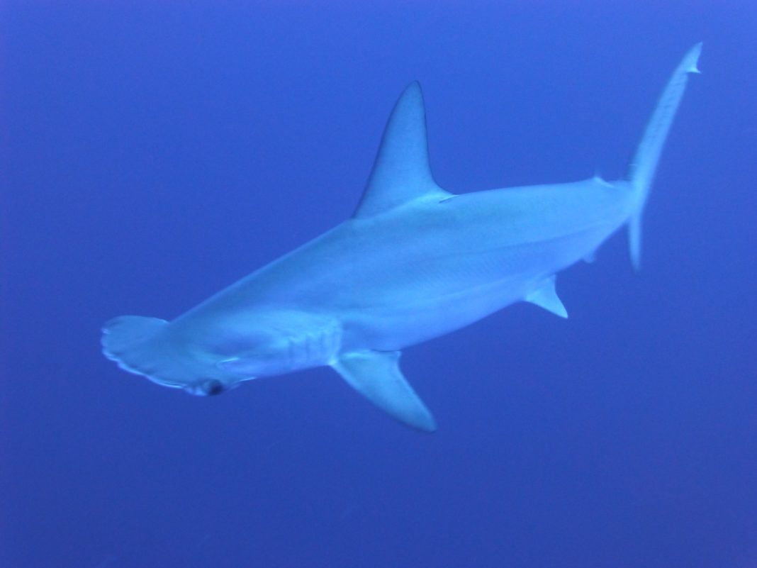 want-to-dive-cocos-island?-you’d-better-hope-you-live-in-these-us-states. want-to-dive-cocos-island?-you’d-better-hope-you-live-in-these-us-states.