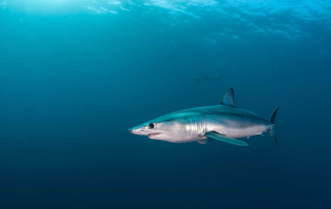 project-aware-drumming-up-support-for-helping-mako-sharks project-aware-drumming-up-support-for-helping-mako-sharks
