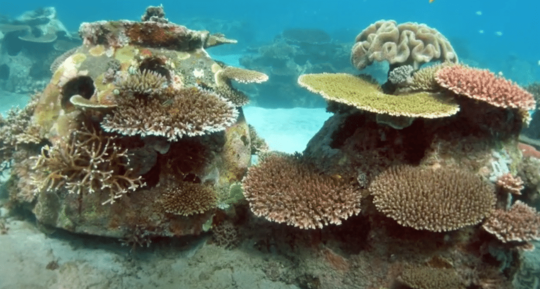 preserve-a-loved-one’s-memory-with-a-reef preserve-a-loved-one’s-memory-with-a-reef