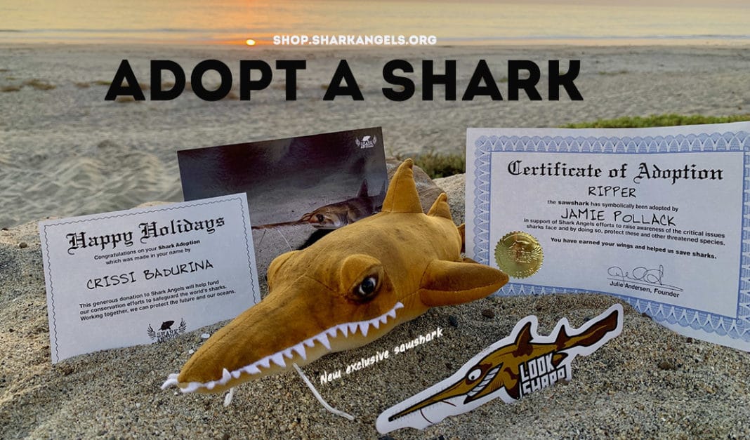 adopt-a-sawshark-with-shark-angeles adopt-a-sawshark-with-shark-angeles