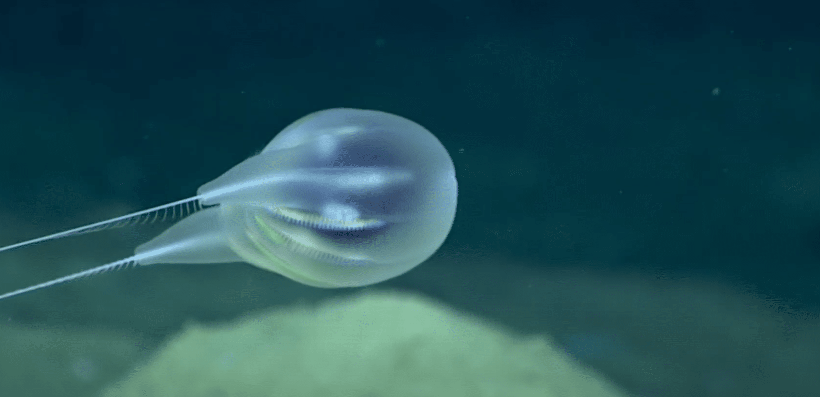 scientists-discover-new-comb-jelly-species scientists-discover-new-comb-jelly-species