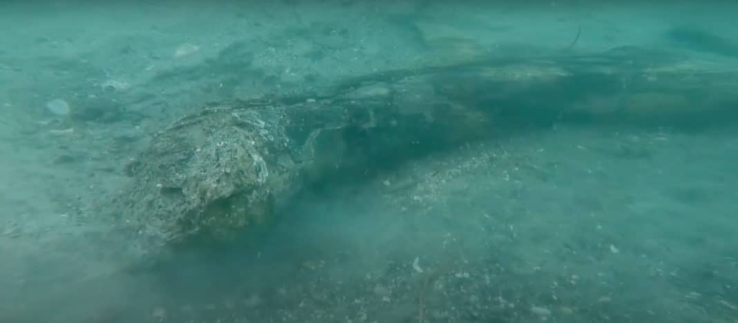 divers-find-two-mammoth-tusks-off-florida-coast divers-find-two-mammoth-tusks-off-florida-coast