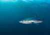 Shark, Ray Populations Have Declined By 71 Percent In The Past 50 years shark,-ray-populations-have-declined-by-71-percent-in-the-past-50-years