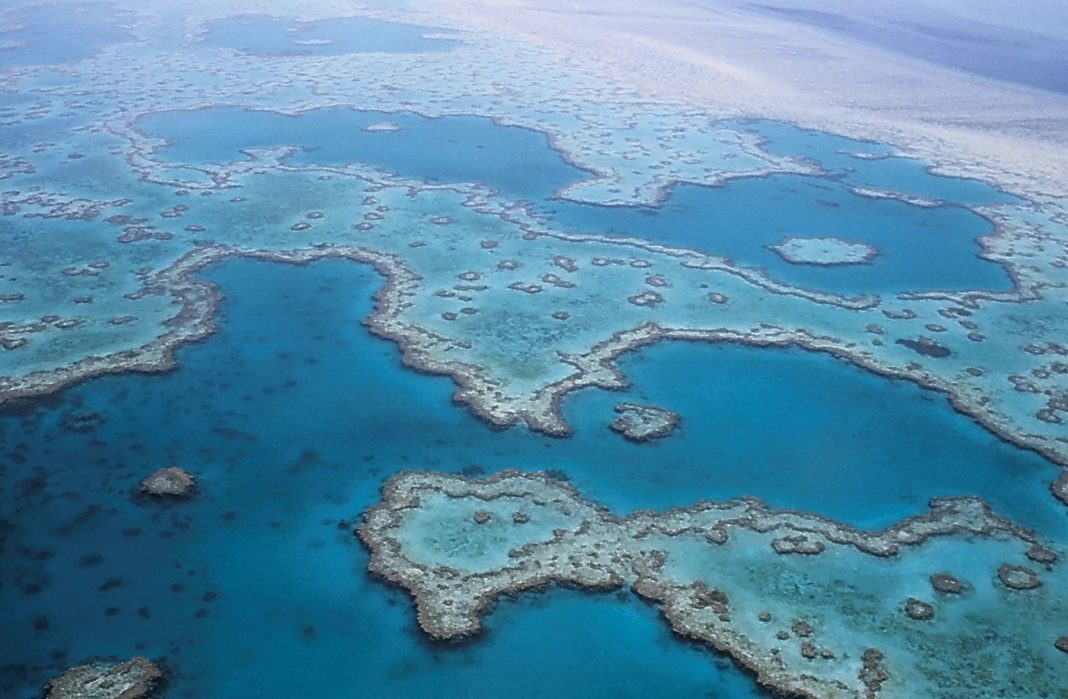 the-great-barrier-reef-gets-some-help-from-padi the-great-barrier-reef-gets-some-help-from-padi