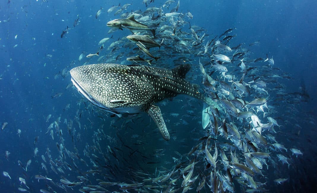 submissions-are-open-for-un-world-oceans-day-2021-photo-competition submissions-are-open-for-un-world-oceans-day-2021-photo-competition