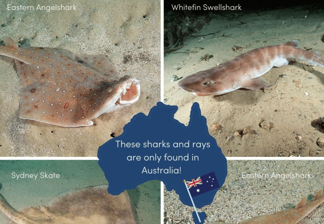 several-australian-shark-species-are-nearing-extinction several-australian-shark-species-are-nearing-extinction
