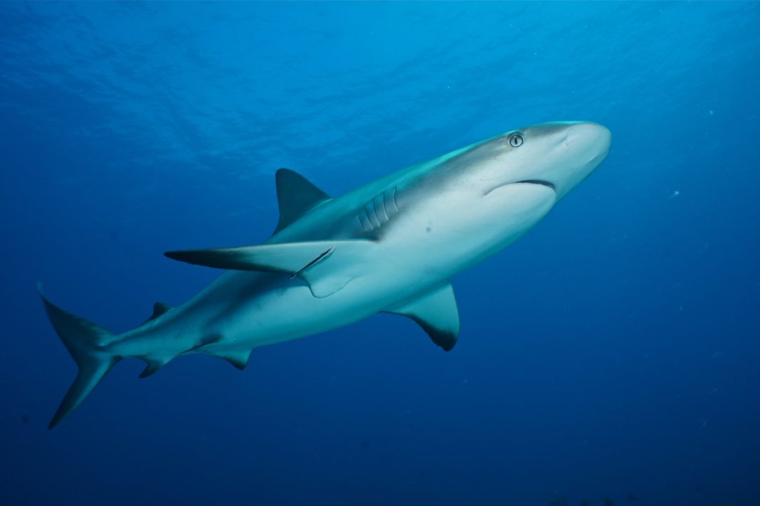francesca-trotman-talks-about-loving-the-oceans francesca-trotman-talks-about-loving-the-oceans
