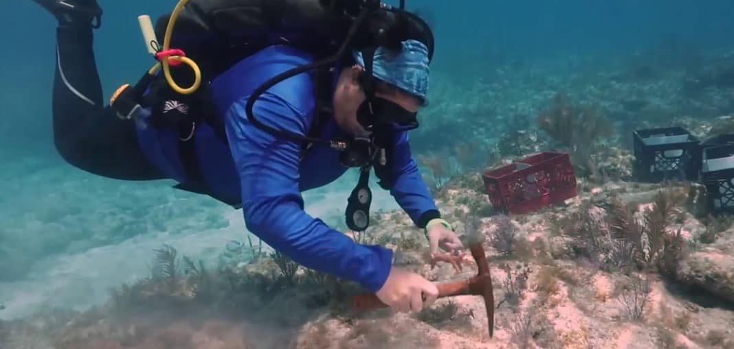 florida-keys-coral-restoration-effort-begins-in-earnest florida-keys-coral-restoration-effort-begins-in-earnest