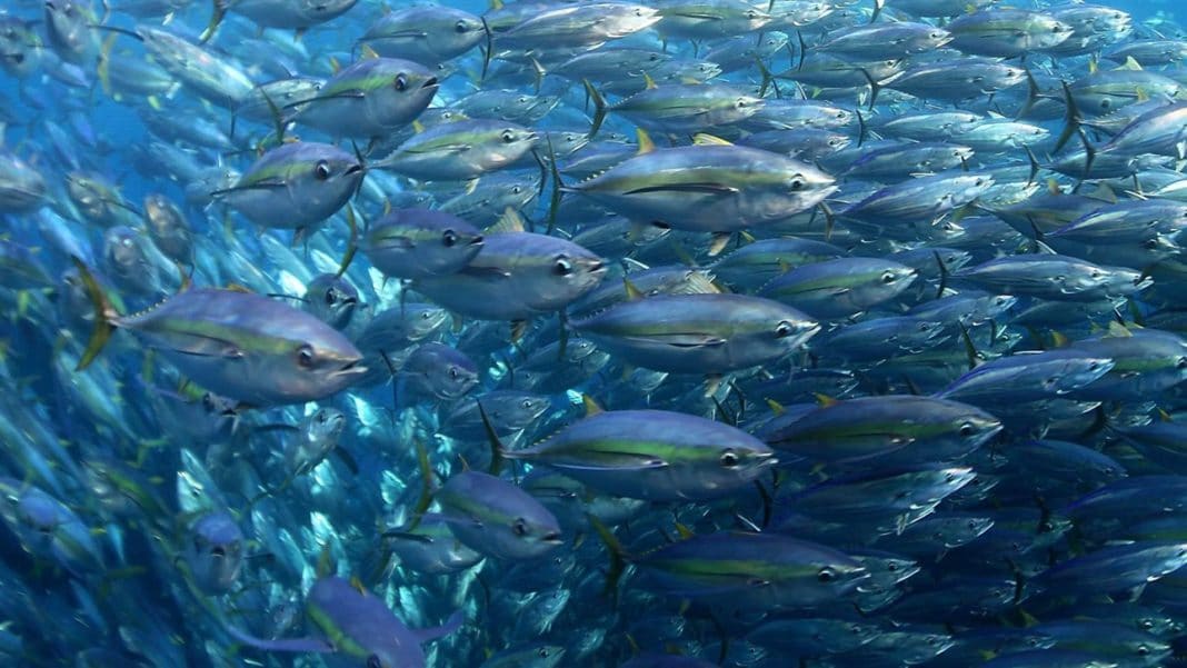 hawaii-tuna-fishing-industry-made-more-money-after-marine-sanctuaries-were-enlarged hawaii-tuna-fishing-industry-made-more-money-after-marine-sanctuaries-were-enlarged