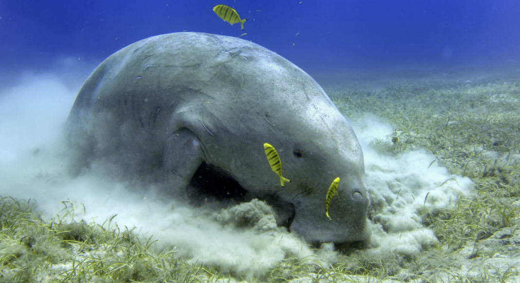 aerial-drones-are-helping-marine-scientists-track-dugongs aerial-drones-are-helping-marine-scientists-track-dugongs