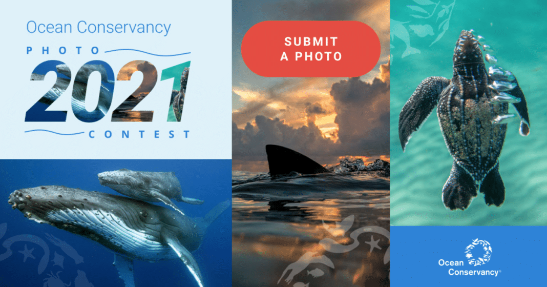 ocean-conservancy-now-accepting-submissions-for-its-annual-photo-contest ocean-conservancy-now-accepting-submissions-for-its-annual-photo-contest