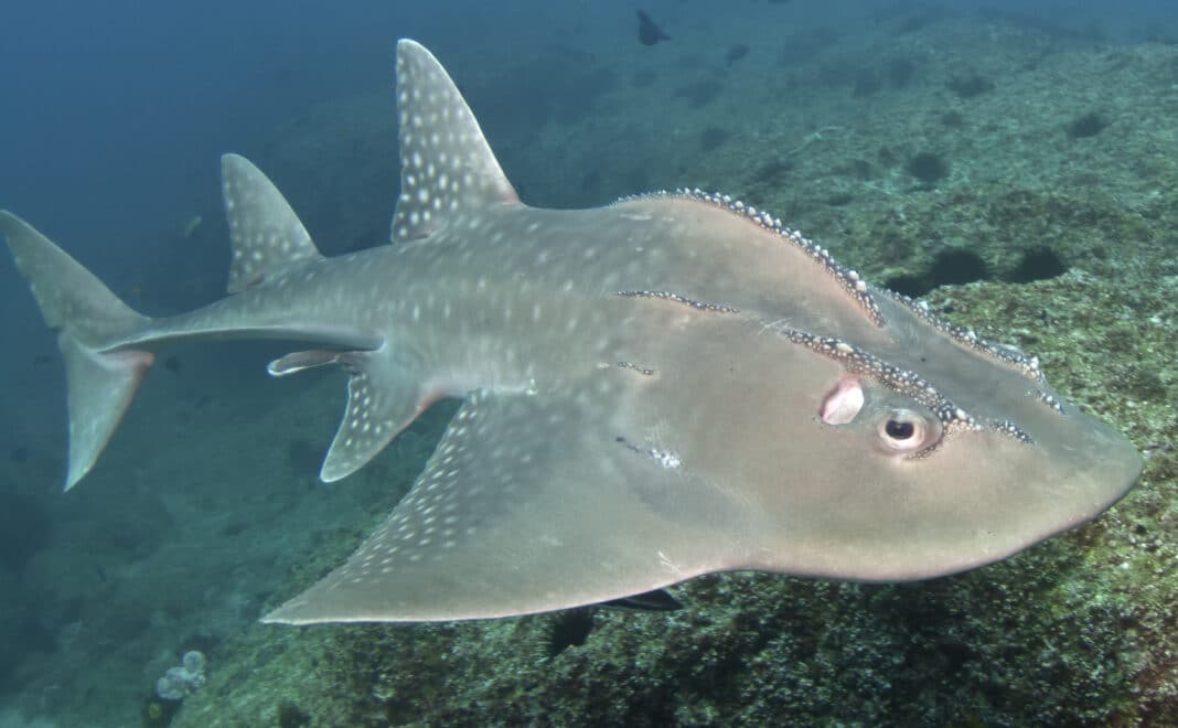first-wedgefish-tagging-initiative-launched-in-mozambique first-wedgefish-tagging-initiative-launched-in-mozambique