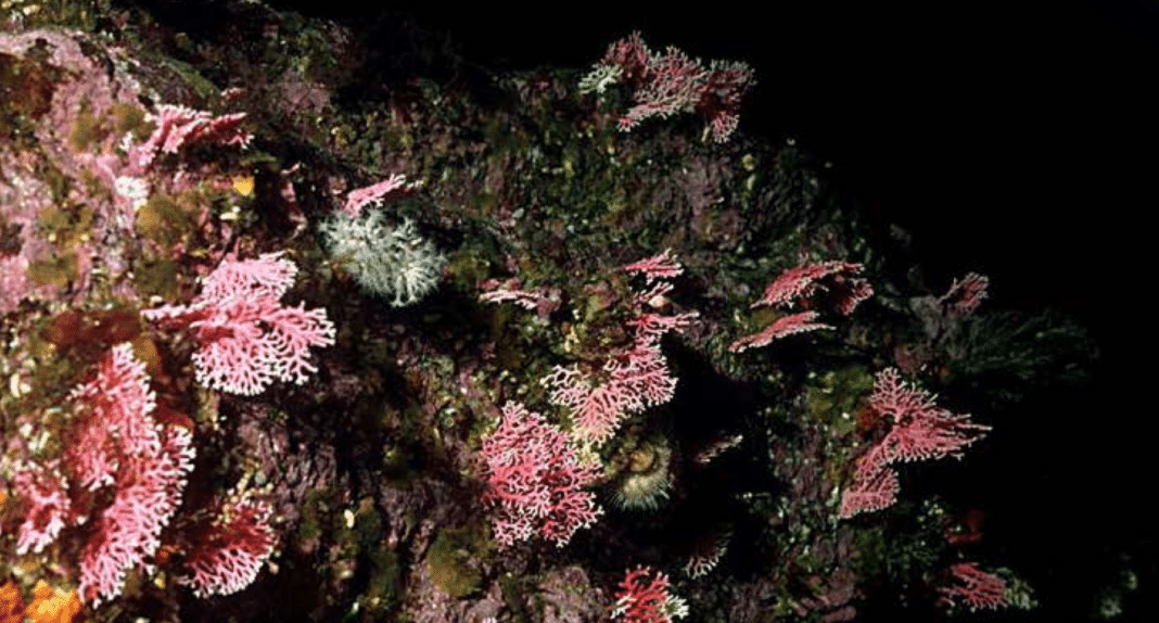 activists-urge-new-zealand-government-to-ban-bottom-trawling activists-urge-new-zealand-government-to-ban-bottom-trawling