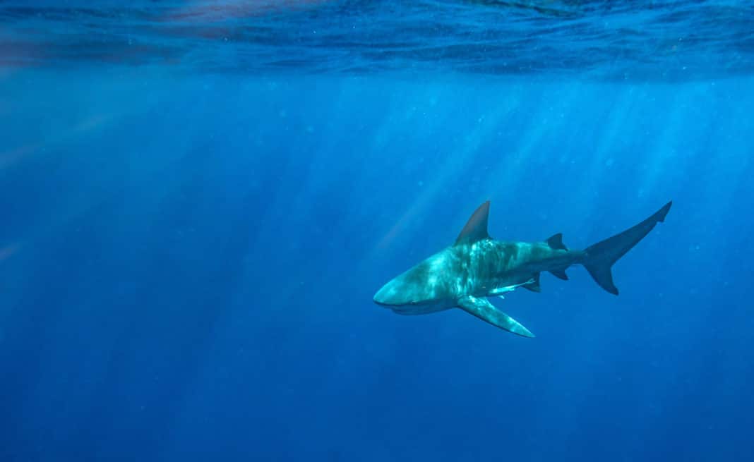 noaa-outlines-steps-to-sustainable-shark-fisheries noaa-outlines-steps-to-sustainable-shark-fisheries