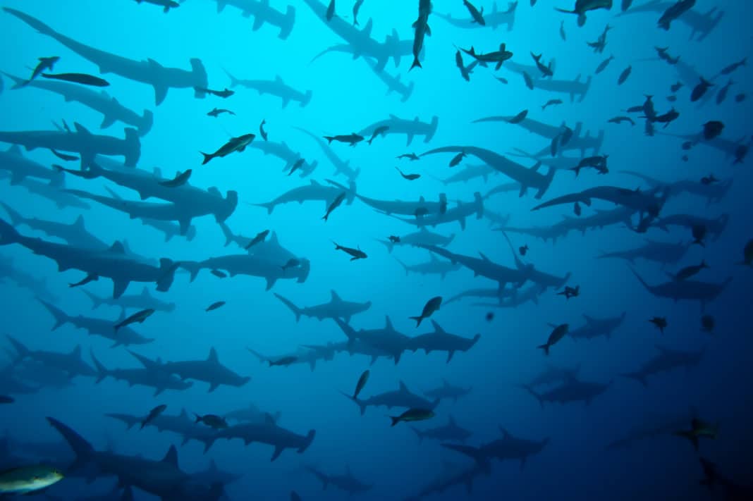 over-one-third-of-sharks-and-rays-are-being-pushed-toward-extinction-by-overfishing over-one-third-of-sharks-and-rays-are-being-pushed-toward-extinction-by-overfishing
