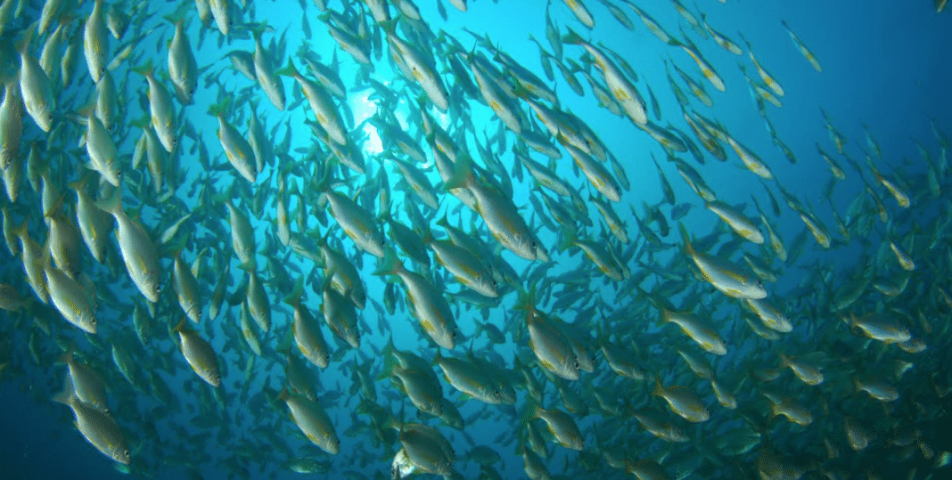 american-security-project-hosting-talks-next-week-on-illegal-fishing american-security-project-hosting-talks-next-week-on-illegal-fishing