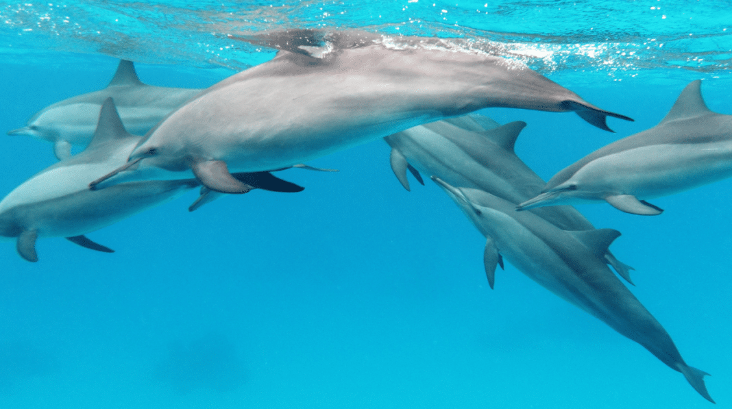 new-federal-rule-for-swimming-near-spinner-dolphins-in-hawaii-announced new-federal-rule-for-swimming-near-spinner-dolphins-in-hawaii-announced