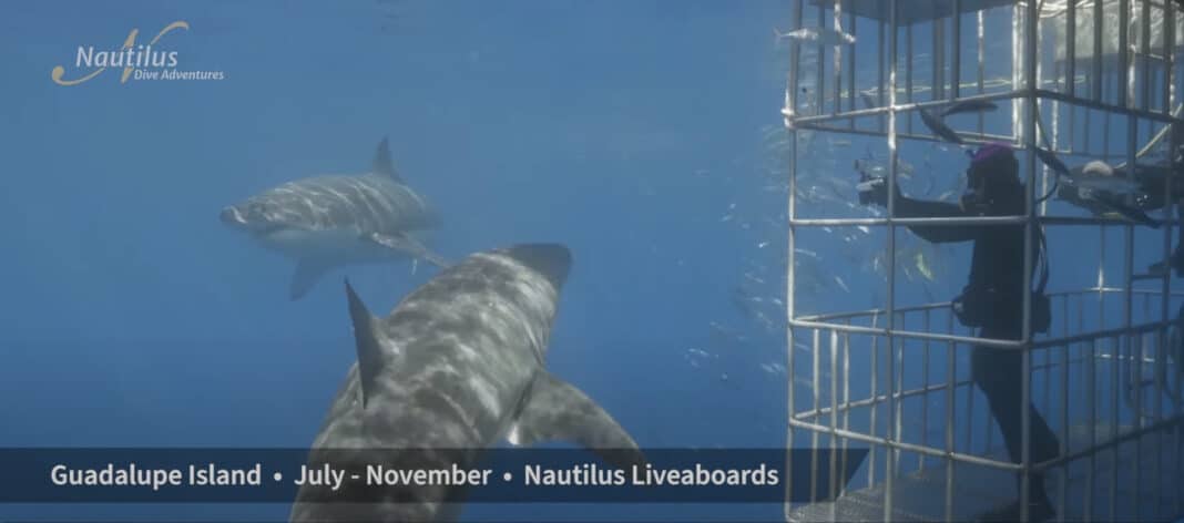guadalupe-great-white-fam-trip-dates-announced-by-nautilus guadalupe-great-white-fam-trip-dates-announced-by-nautilus