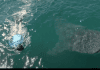 Nautilus Dive Adventures Add Two Boats To Baja California nautilus-dive-adventures-add-two-boats-to-baja-california