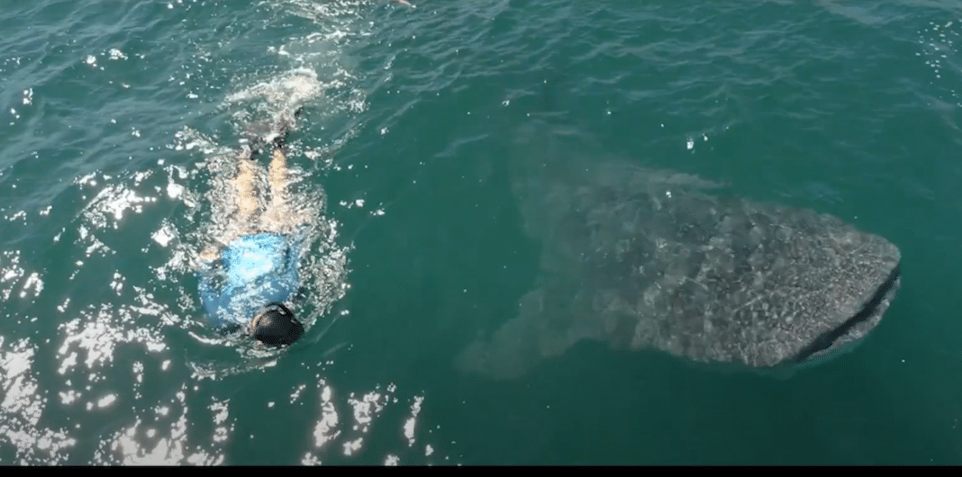 nautilus-dive-adventures-add-two-boats-to-baja-california nautilus-dive-adventures-add-two-boats-to-baja-california