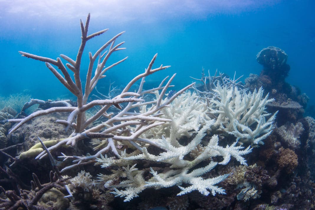 new-study-finds-half-the-coral-reefs-on-the-planet-have-been-lost-since-1950s new-study-finds-half-the-coral-reefs-on-the-planet-have-been-lost-since-1950s