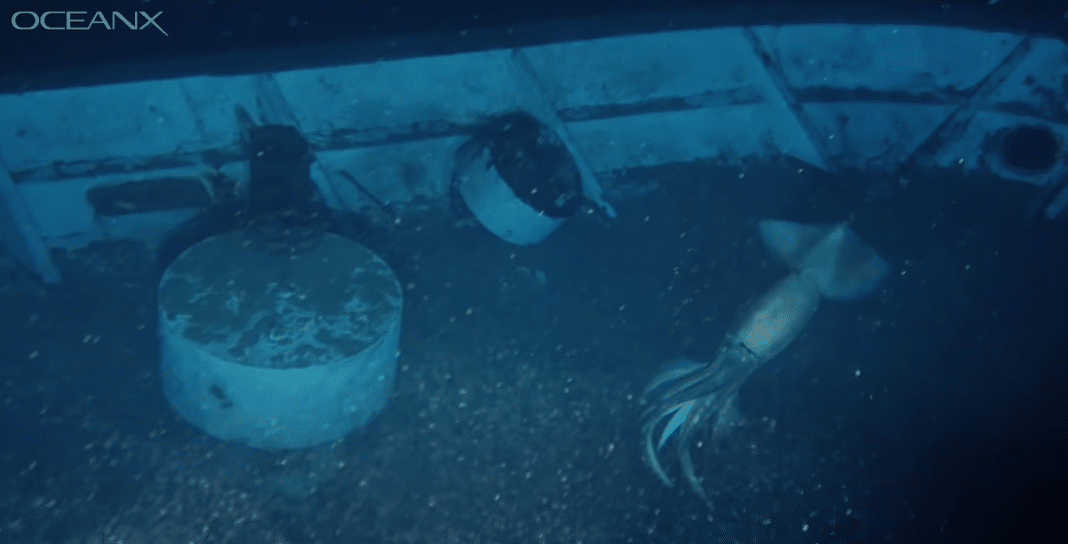 giant-squid-photobombs-oceanx-shipwreck-exploration giant-squid-photobombs-oceanx-shipwreck-exploration