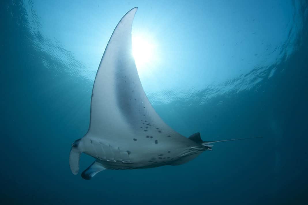 the-manta-trust-has-created-a-free-education-portal the-manta-trust-has-created-a-free-education-portal