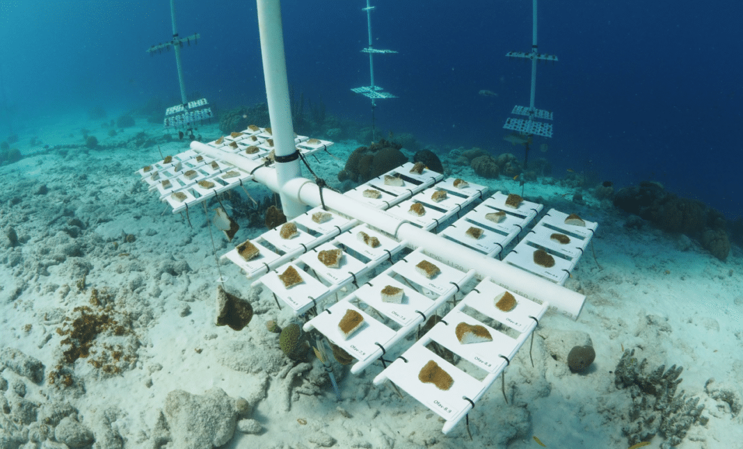 biodiversity-key-to-a-healthy-reef-up-to-a-point! biodiversity-key-to-a-healthy-reef-up-to-a-point!