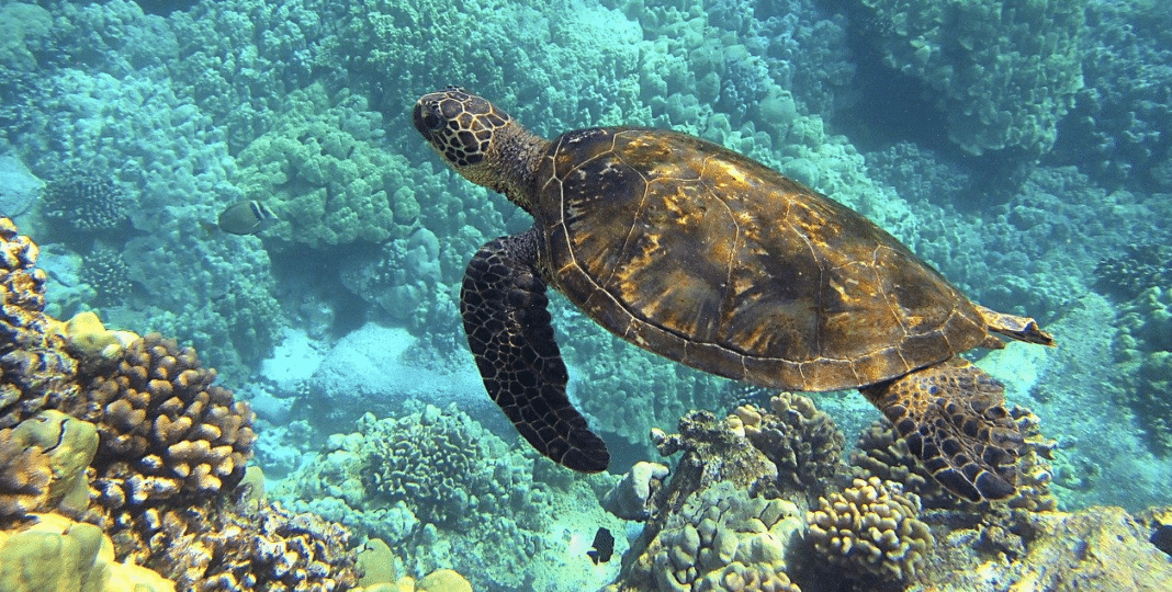 indian-river-lagoon-sea-turtles-found-to-be-biologically-stressed indian-river-lagoon-sea-turtles-found-to-be-biologically-stressed