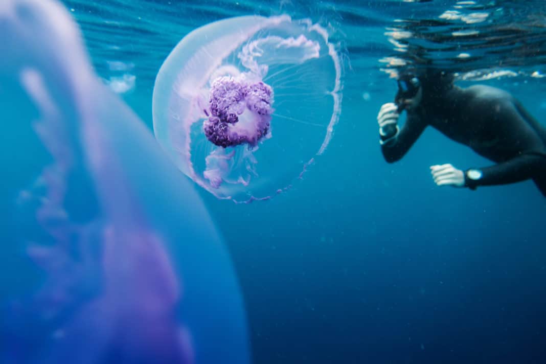 could-jellyfish-take-down-a-nuclear-reactor? could-jellyfish-take-down-a-nuclear-reactor?