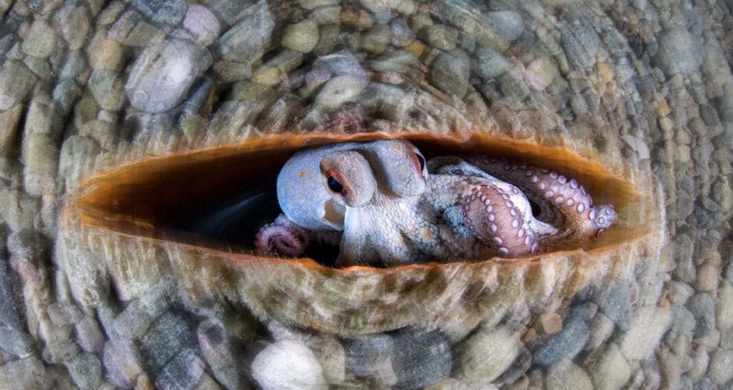 close-up-photographer-of-the-year-underwater-category-winner-announced close-up-photographer-of-the-year-underwater-category-winner-announced