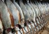 Conservationists Are Warning That Cod May Be On the Verge of Extinction Off Great Britain conservationists-are-warning-that-cod-may-be-on-the-verge-of-extinction-off-great-britain