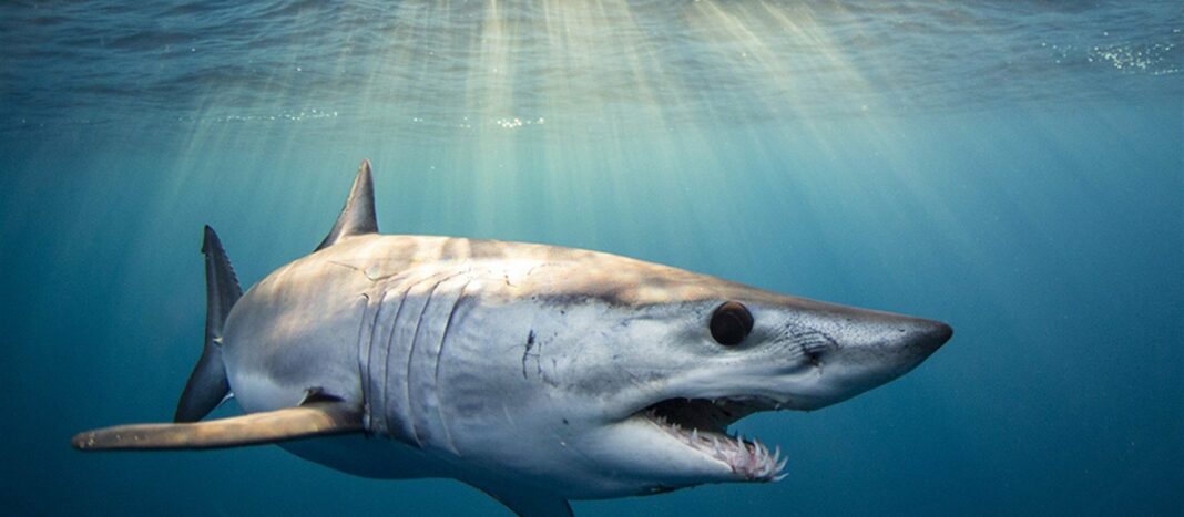 mako-sharks-win-international-protection mako-sharks-win-international-protection
