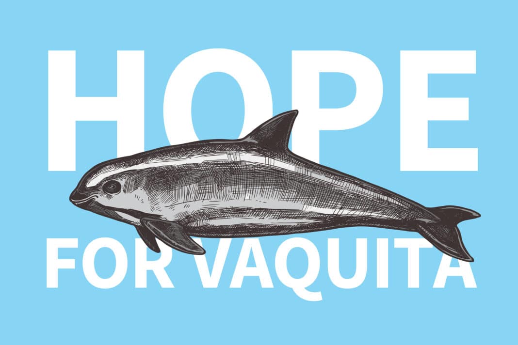 vaquitas-on-the-edge-of-extinction-but-there-is-there-a-glimmer-of-hope vaquitas-on-the-edge-of-extinction-but-there-is-there-a-glimmer-of-hope