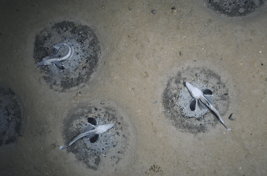 scientists-stunned-at-discovery-of-a-huge-antarctic-icefish-breeding-area scientists-stunned-at-discovery-of-a-huge-antarctic-icefish-breeding-area