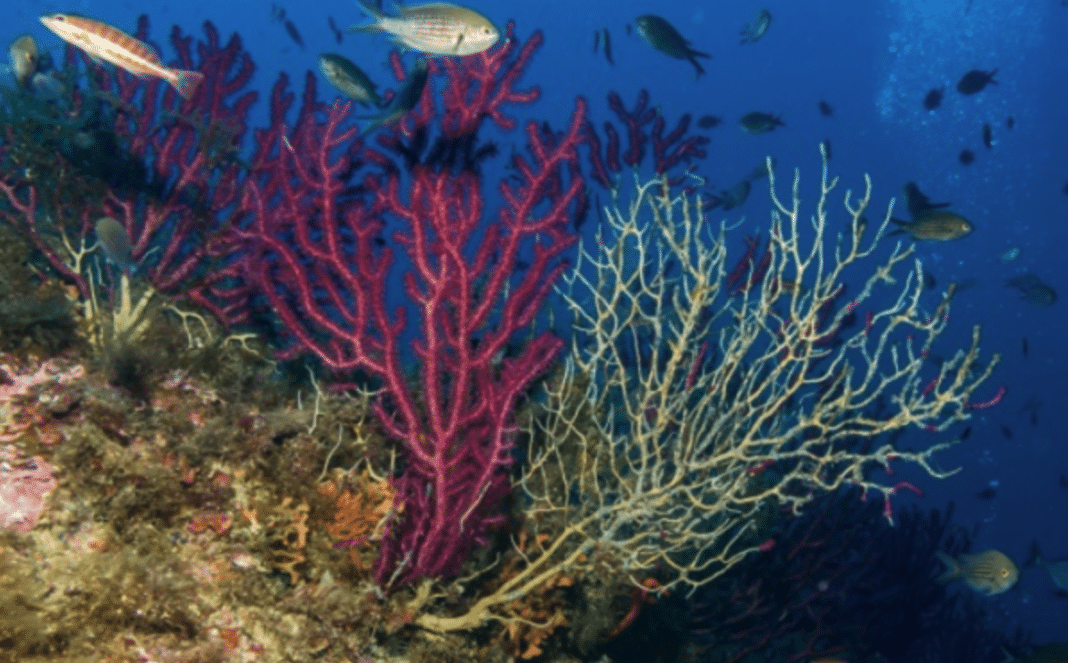 mediterranean-corals-affected-by-global-warming-may-never-recover mediterranean-corals-affected-by-global-warming-may-never-recover