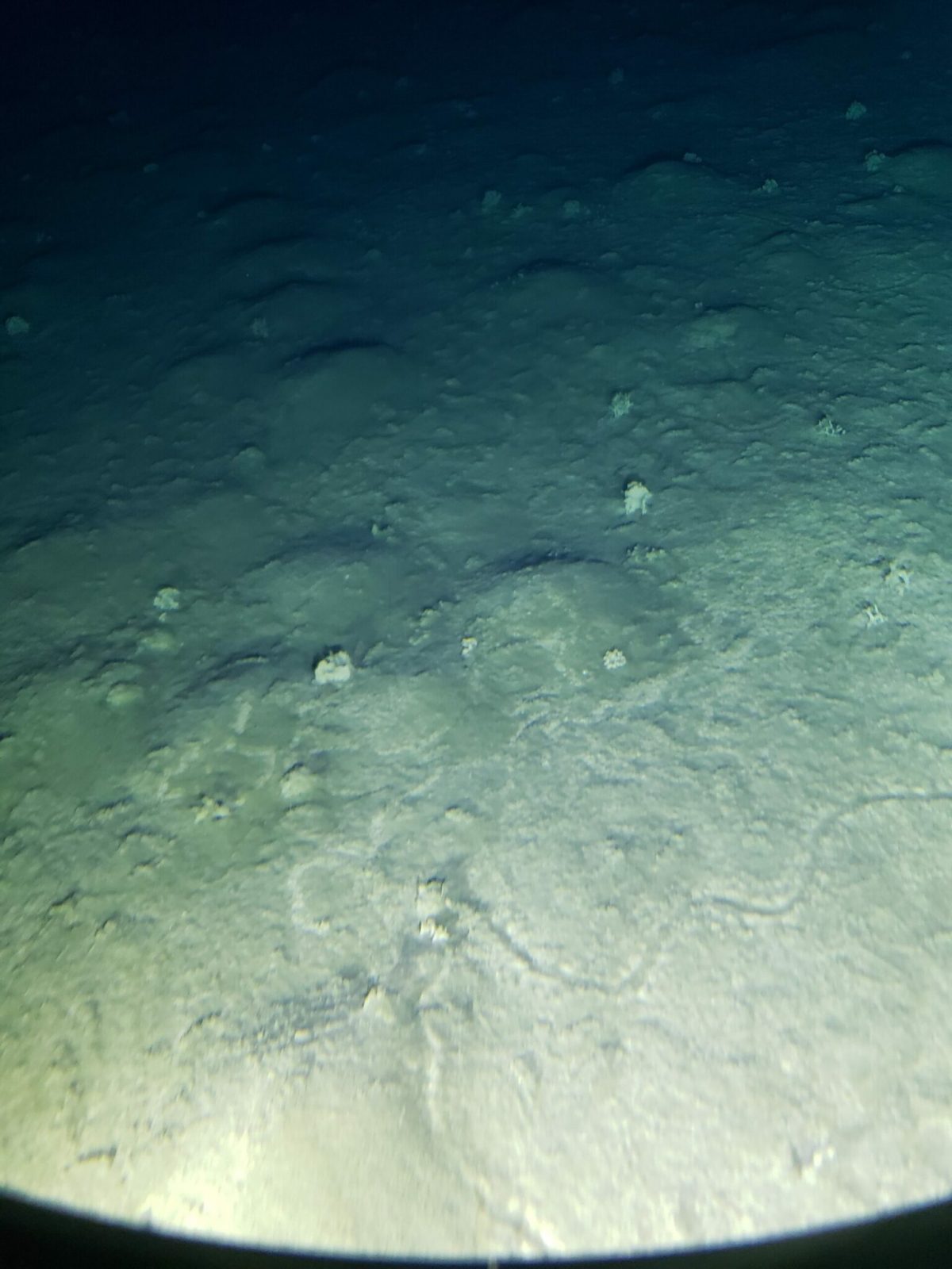 victor-vescovo-dives-to-the-bottom-of-the-atacama-trench victor-vescovo-dives-to-the-bottom-of-the-atacama-trench