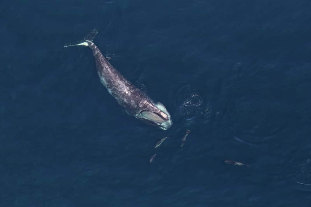 should-the-north-atlantic-right-whale-still-be-classified-as-endangered? should-the-north-atlantic-right-whale-still-be-classified-as-endangered?
