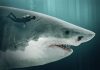 Scientists Still Don’t Know What The Megalodon Really Looked Like scientists-still-don’t-know-what-the-megalodon-really-looked-like