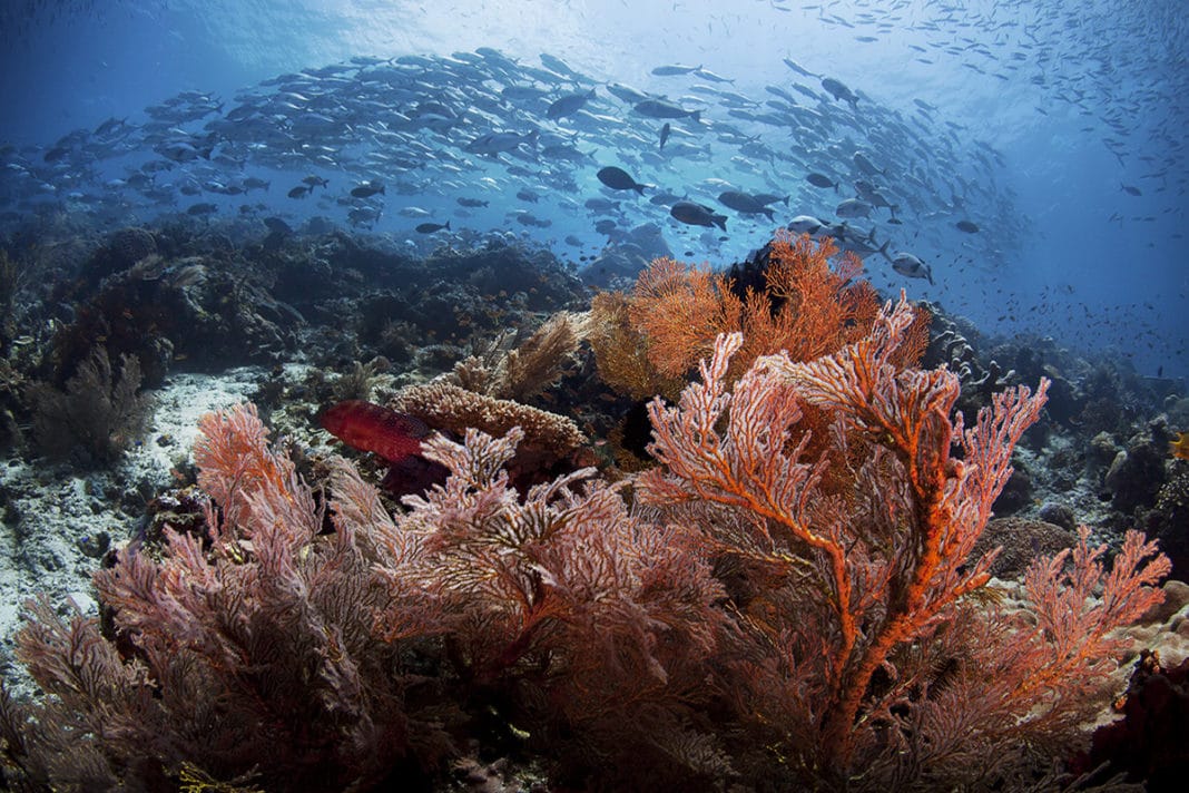 corals-can’t-escape-a-1.5c-rise-in-temperature corals-can’t-escape-a-1.5c-rise-in-temperature
