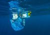 Ocean One Summit Featured Over 100 Countries ocean-one-summit-featured-over-100-countries