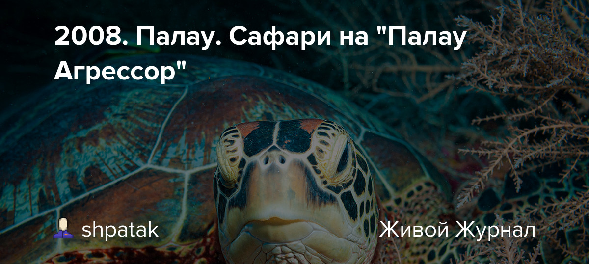 2008-Палау.-Сафари-на-«Палау-Агрессор»-—-livejournal 2008-Палау.-Сафари-на-«Палау-Агрессор»-—-livejournal