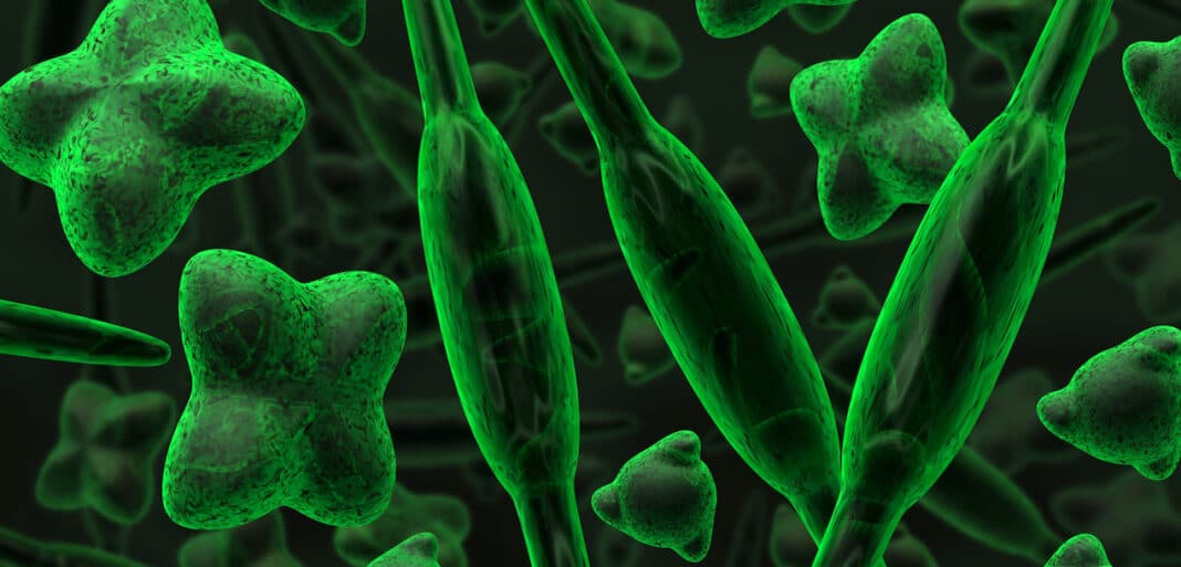 scientists-discover-single-cell-microbe-that-traps-carbon scientists-discover-single-cell-microbe-that-traps-carbon
