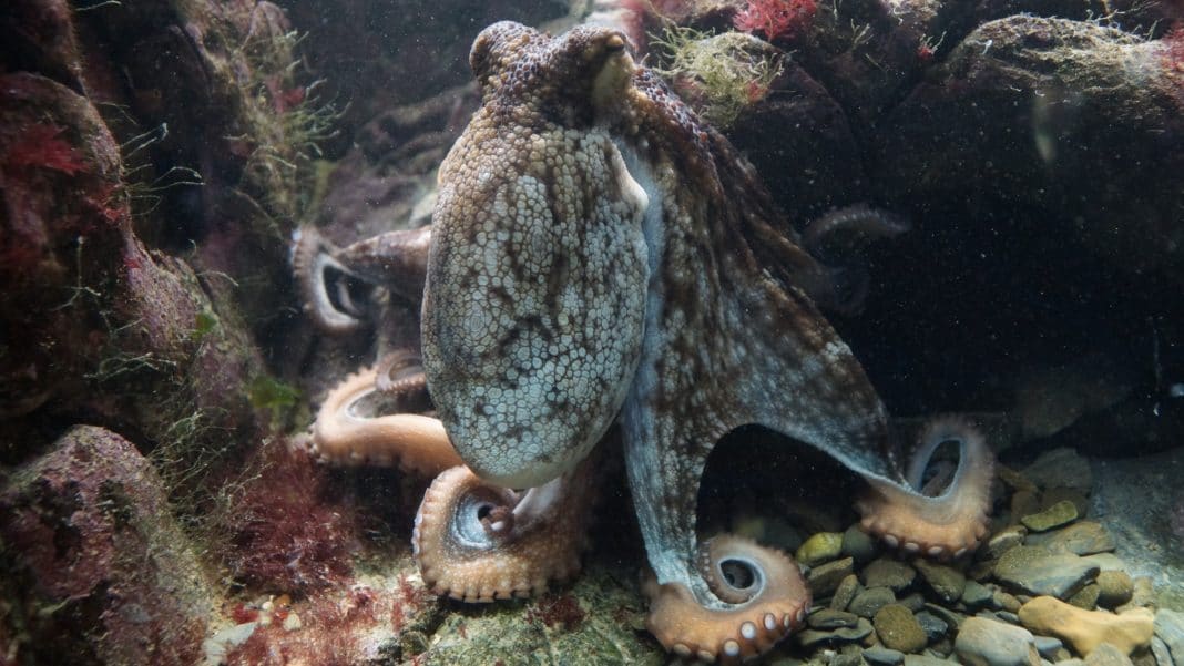 environmental-group-warns-against-an-octopus-farm-in-the-canary-islands